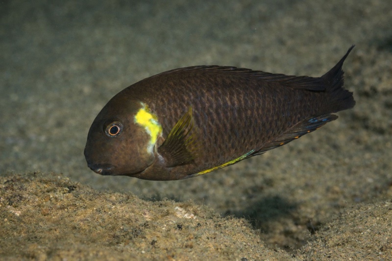 Tropheus sp. 'lukuga' Kiliza